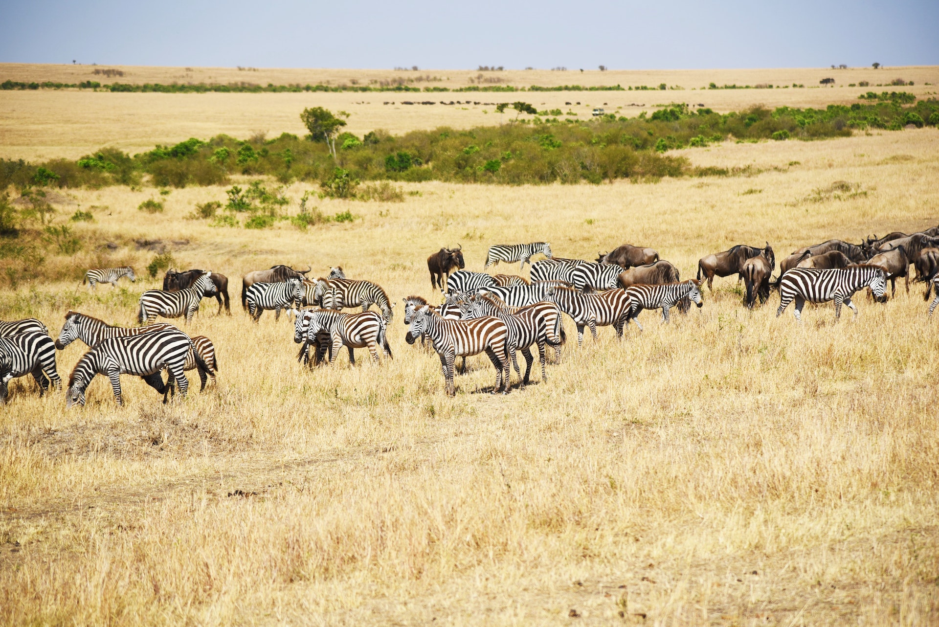 Zebras and beasts in Masai Mara